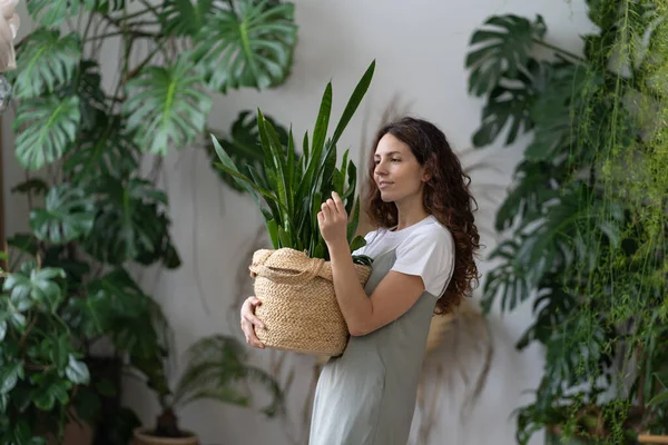 Cuidado Plantas Mujer Florista Cuidando Planta Serpiente Jardín Casero Celebración — Foto de Stock