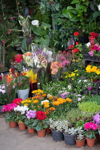 Feira Flores Tbilisi Georgia Lindas Flores Plantas Para Casa Jardim — Fotografia de Stock