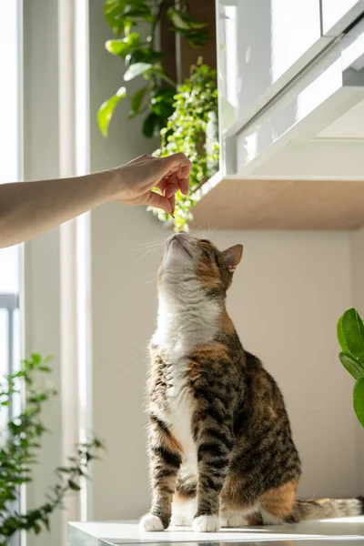 Sahibinin Eli Pofuduk Sevimli Kediyle Oynuyor Arka Pençelerin Üzerinde Durmanın — Stok fotoğraf