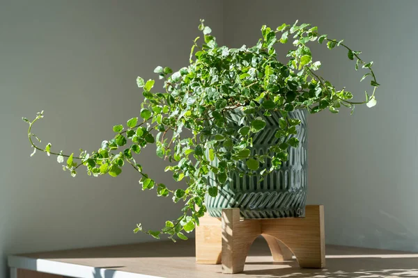 Evdeki Seramik Ekicide Sürünen Taze Ficus Pumila Bitkisi Güneş Işığı — Stok fotoğraf