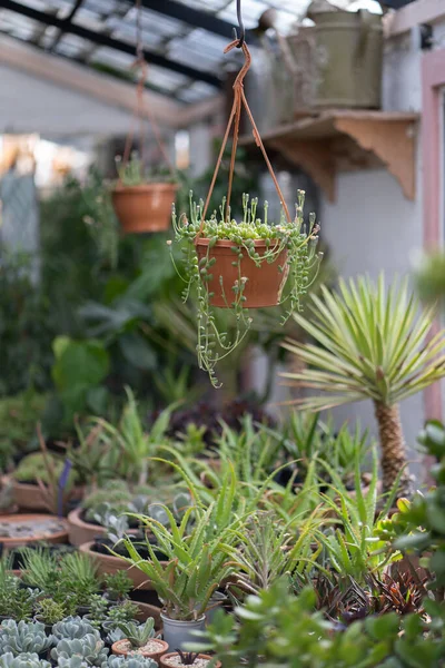 Acogedora Tienda Plantas Con Plantas Colgantes Invernadero Con Flores Decorativas —  Fotos de Stock