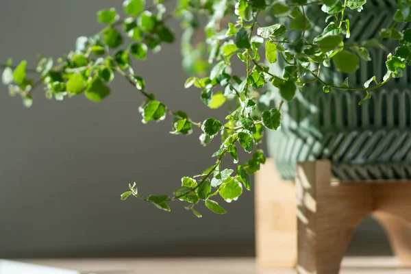 Closeup of creeping green fresh Ficus Pumila plant in ceramic planter at home, sunlight, selective soft focus. Greenery at home, climbing houseplant