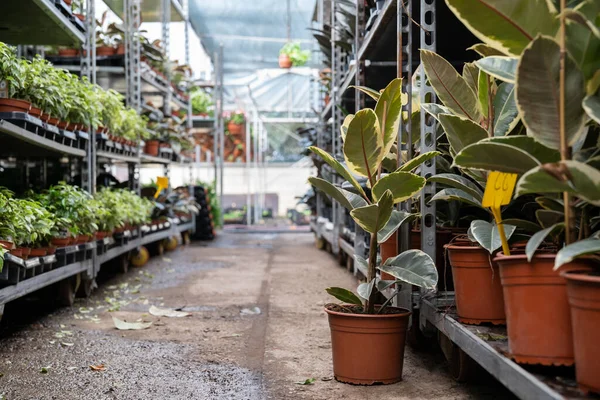 Estante Con Ficus Plantas Interior Macetas Plástico Para Venta Mercado —  Fotos de Stock