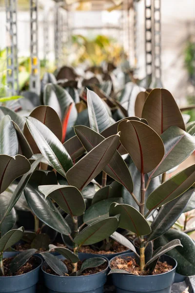 Primo Piano Ficus Elastica Piante Appartamento Con Grandi Foglie Verdi — Foto Stock