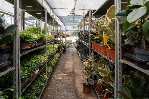 Las Plantas Domésticas Interior Tienda Flores Con Diferentes Plantas Casa — Foto de Stock
