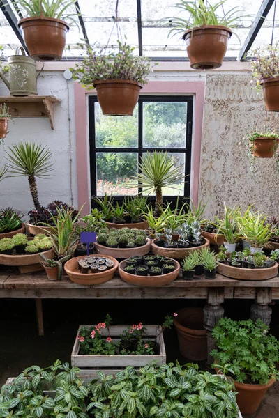 Cozy Plant Store Planter Pots Wooden Showcase Greenhouse Decorative Flowers — Fotografia de Stock