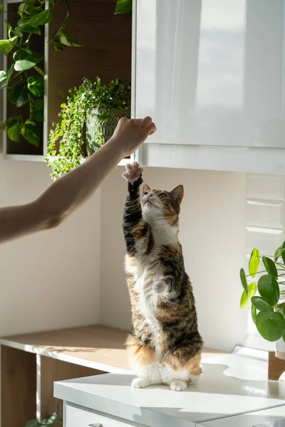 Χέρι Του Ιδιοκτήτη Γυναίκα Παίζει Αφράτο Χαριτωμένο Γάτα Στο Σπίτι — Φωτογραφία Αρχείου