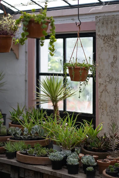 Cozy Plant Store Planter Pots Wooden Showcase Greenhouse Decorative Flowers — Fotografia de Stock