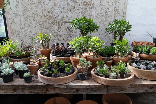 Hangulatos Növény Bolt Cserépedényekkel Fából Készült Vitrinben Üvegház Dekoratív Zamatos — Stock Fotó