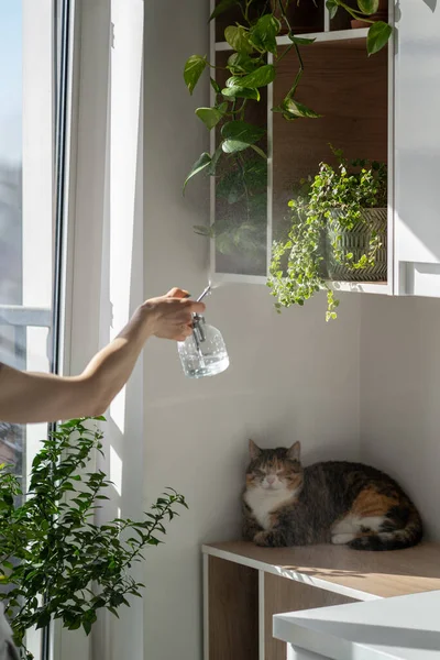 Cat Squeezing Sitting Wooden Shelf Houseplants While Female Owner Watering — Foto de Stock