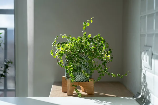 Plíživý Zelený Čerstvý Ficus Pumila Rostlina Keramické Květináč Doma Sluneční — Stock fotografie