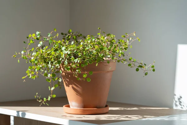 Muehlenbeckia Houseplant Terracotta Pot Table Home Hardy Ornamental Climbing Plant — ストック写真