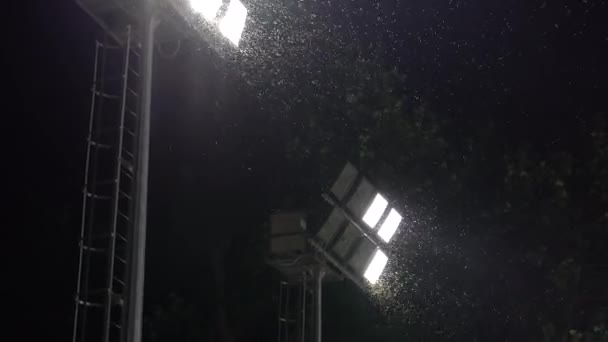 Swarm Bug Moths Playing Attracting Flying Light Stadium Floodlight Night — Video Stock