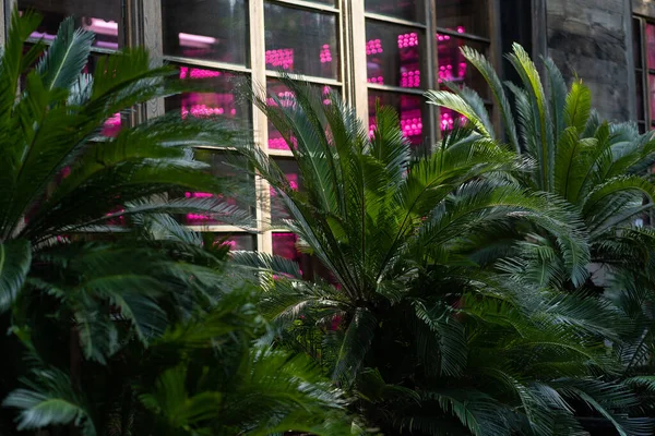 Тропические Кики Пальмы Над Стеклянной Стеной Здания Городские Джунгли Улучшение — стоковое фото
