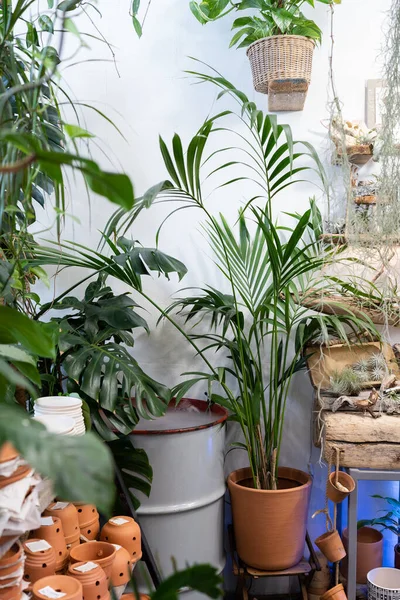 Tropical Ornamental Plants Shop Home Hovea Palm Monstera Tillandsia Terracotta —  Fotos de Stock