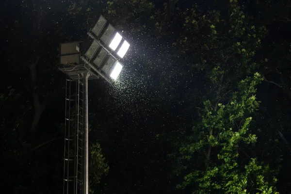 งแมลงและย อมรอบโคมไฟของสปอร ตไลท ไฟฟ าในเวลากลางค อหลายต นหล งฝนตกหร อนฝนตกในฤด ฝนรอบ — ภาพถ่ายสต็อก