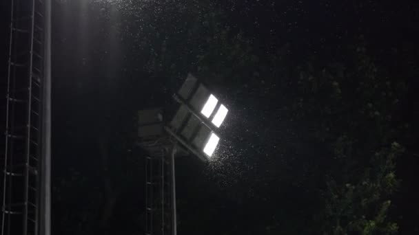 Swarm Insects Mosquitoes Lamp Electric Spotlight Night Many Moths Flying — Video