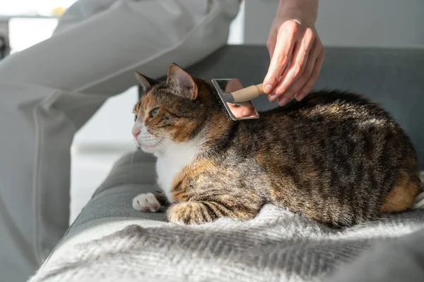 Primer Plano Mujer Peinando Gato Piel Con Cepillo Sentado Sofá — Foto de Stock