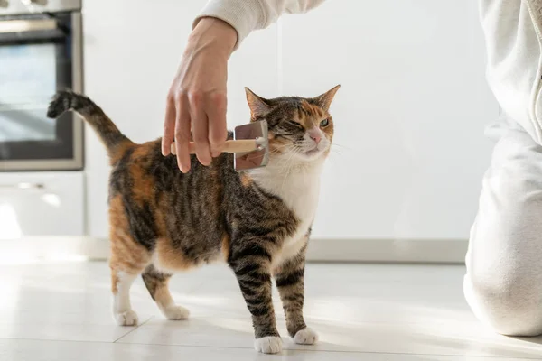 Gros Plan Femme Peignant Chat Fourrure Avec Brosse Sur Sol — Photo