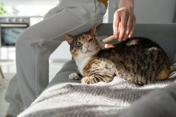 Primer Plano Mujer Peinando Gato Piel Con Cepillo Sentado Sofá — Foto de Stock