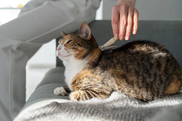 Primer Plano Mujer Peinando Gato Piel Con Cepillo Sentado Sofá — Foto de Stock