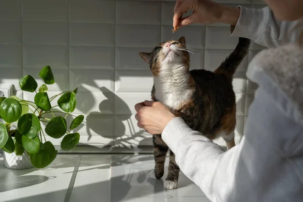 Cute Cat Reaches Owner Hand Treat Begging Food Sitting Kitchen — Stock Photo, Image