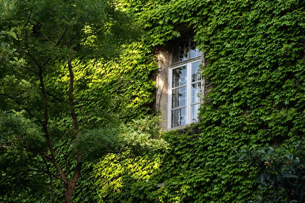 Green facade, eco house concept. Ivy covered building in Tbilisi Georgia. Vine creeper around window on facade house covered wild grape.