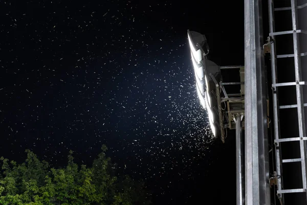 Swarm of bug or moths playing, attracting and flying around light from stadium floodlight at night after rain for breeding. Insects and mosquitoes around lamp of electric spotlight in the dark outdoor