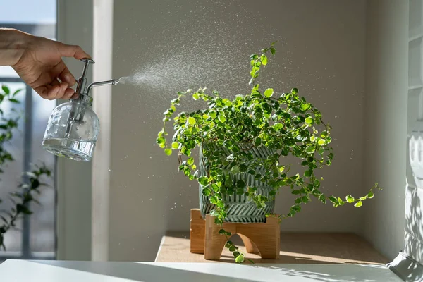 Woman Spraying Creeping Fig Ficus Pumila Houseplant Ceramic Pot Using — Stock Photo, Image