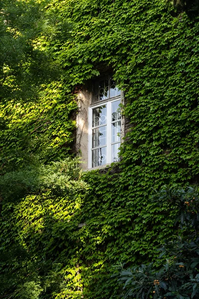 Green facade, eco house concept. Ivy covered building in Tbilisi Georgia. Vine creeper around window on facade house covered wild grape.