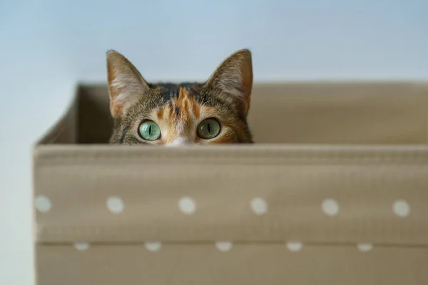 Curious cat sitting in box at home and looking out at camera, soft focus on eyes, grey wall background. Cute cat has climbed into storage box, looks out playing hunting for a toy. Pet lovers concept.