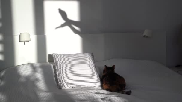 Funny Cat See Creating Silhouette Shadow White Wall Interesting Game — Stok video