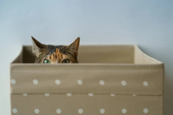 Curious Cat Sitting Box Home Looking Out Camera Soft Focus — Fotografia de Stock