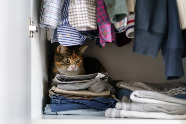 Domestic Cat Hiding Wardrobe Home Selective Focus — ストック写真