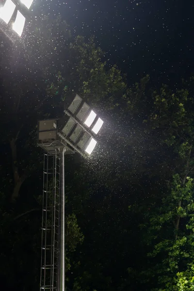 Swarm of bug or moths playing, attracting and flying around light from stadium floodlight at night after rain for breeding. Insects and mosquitoes around lamp of electric spotlight in the dark outdoor