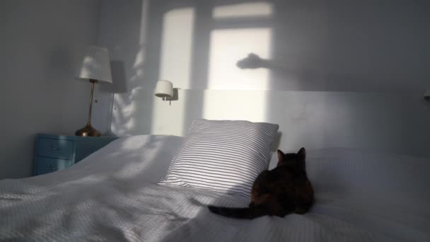 Anxious Cat Watching Moving Shadow Human Hand Form Dog White — Stock video