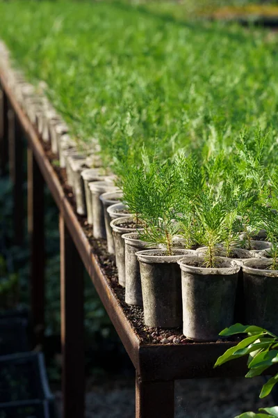 Large Greenhouse Cypress Thuja Growing Small Pots Put Counter Long — Stock fotografie