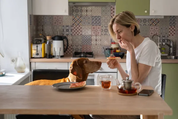 Loving Vizsla Dog Looks Female Owner Wants Eat Sandwich Jam — Photo