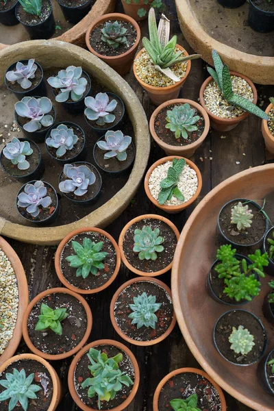Large Assortment Green Pot Plants Designed Home Decor Interior Placed — Stock Fotó