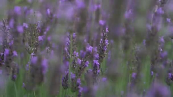 Lavender Violet Flowers Grow Lush Green Grass Meadow Sunny Day — Vídeo de stock