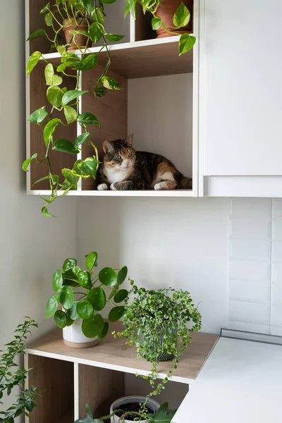 Lazy Domestic Cat Enjoys Resting Shelf White Wall Cabinet Green — Zdjęcie stockowe