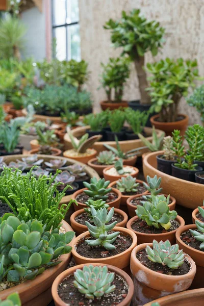 Big variety of green organic pot-plants designed to diversify home interior placed on counter in store. Large assortment of succulents planted in big and small brown pots in flower shop closeup