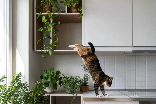 Naughty Cat Takes Advantage Permissiveness Housekeeper Climbing Modern Furniture Kitchen — Zdjęcie stockowe