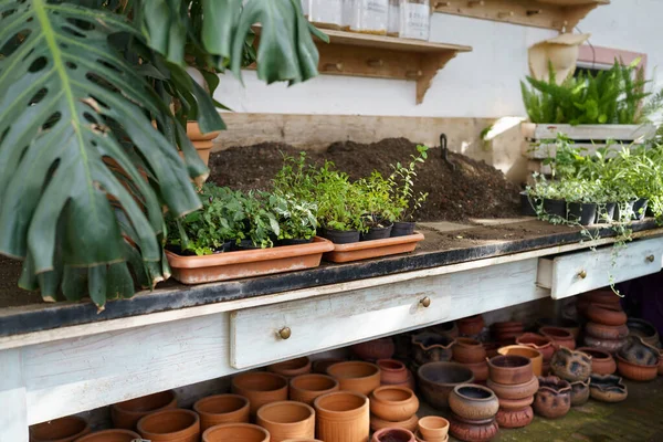 Large Assortment Organic Pot Plants Standing Counter Sale Flower Shop —  Fotos de Stock