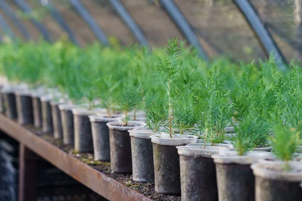 Large Greenhouse Cypress Thuja Growing Small Pots Put Counter Long — Stok fotoğraf