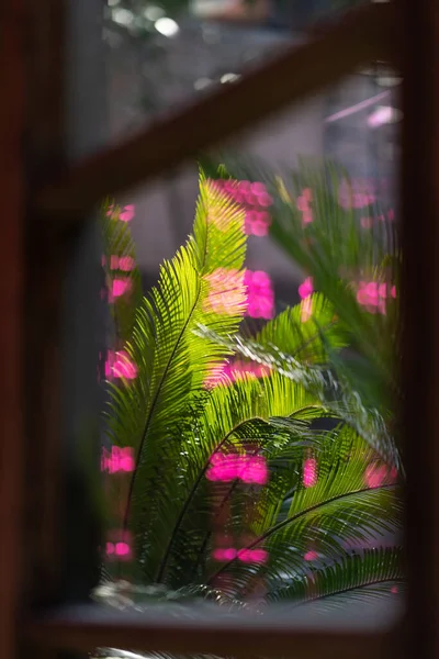 Тропические Пальмы Горшках Растут Помещении Фиолетовыми Огнями Французские Окна Передают — стоковое фото