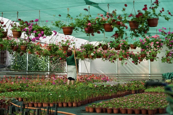 Pot Plants Diversity Lush Green Leaves Put Rows Hanging Wires — Fotografia de Stock