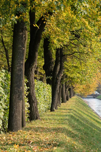 Sunny autumn weather and landscaped territory in urban park. Tall tree trunks with lush yellowed leaves and green shrubs growing near steep slope along narrow and long water canal in touristic city