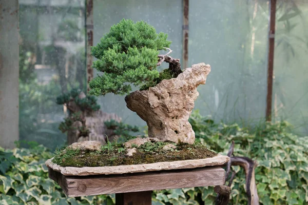 Traditional Japanese Bonsai Juniper Tree Crooked Trunk Rock Plant Nursery — 스톡 사진