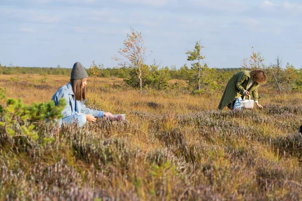 Girl Best Friends Pick Cranberries Dry Grass Autumn Meadow Sunlight — Fotografia de Stock